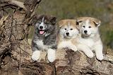 AKITA INU 051